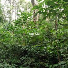 Agriculture land for Sale