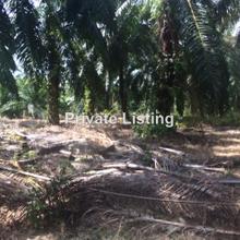 Agriculture land for Sale