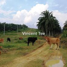 Agriculture land for Sale