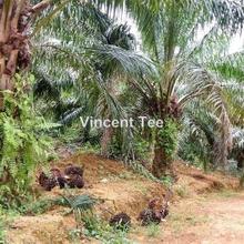 Agriculture land for Sale