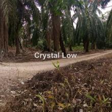 Agriculture land for Rent