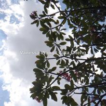 Bungalow land for Sale