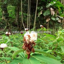 Bungalow land for Sale