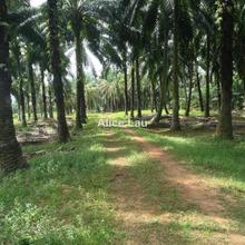 Agriculture land for Sale