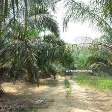 Oil Palm  land for Sale