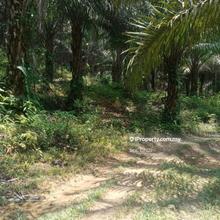 9.612 acres Palm Oil Land, Chenderiang, Tapah