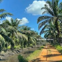 Urgent For Sale  Agricultural Land @ Kampung Selamat, Taiping, Perak