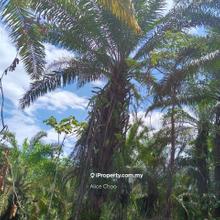 Own a piece of Kelantan's fertile future! freehold agricultural land