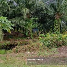 Agriculture Land for Sale 