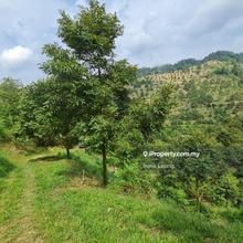 9 acres Bentong Bilut Durian Land For Sale