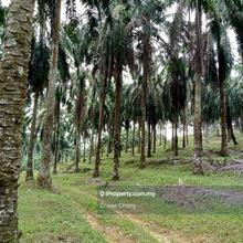 Perak Selama Freehold 3 Pieces Prime Palm Oil Land