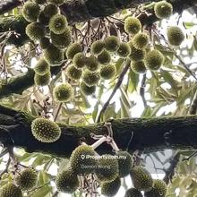 Durian Orchard in Titi