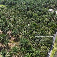 For Sale- 2.5 Acres Agriculture Land@ Benut, Pontian