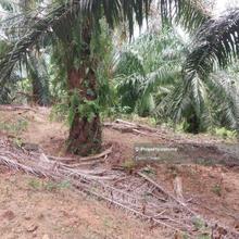 Existing Palm Oil // Rantau - Lukut // Kampung Bemban Hilir // 12 Arce