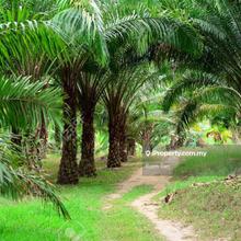 1100 acres land in Pantai Remis, Perak for sale / Ipoh / Palm Tree