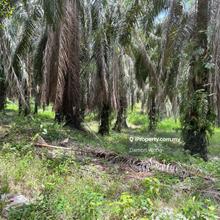 14 acres oil palm, Gali , Raub