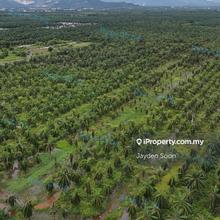 Kedah Padang Meha Industrial Land For Sale 
