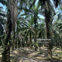 Ayer Kuning Negeri Sembilan Agricultural land with oil palm trees sale