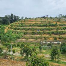 Durian Plantation in Kampung Cinta Manis, Karak Pahang 