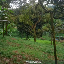 Sungkai Durian Orchard
