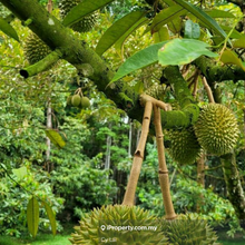 Resort with Durian Farm for Sale,Hulu Langat,Sg Makau
