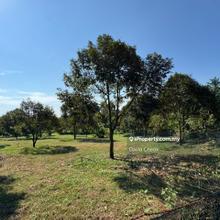 Port Dickson, Negeri Sembilan, Durian tree, Freehold