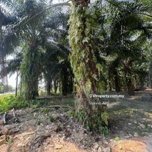 Agriculture Land in Taman Kenyalang,Kulim Kedah for Sale