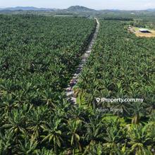 Facing Mainroad Agriculture Land Gurun Zoning Commercial & Industrial