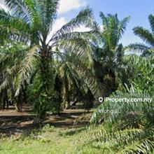 Agriculture land at Sedili Besar, Kota Tinggi, Johor for sale 