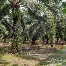 Agriculture land for Sale