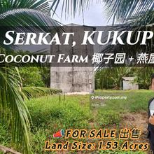 Kukup Coconut Fruits Farm For Sale