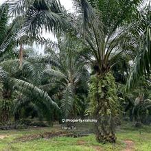 Kuala Ketil Agriculture Land for Sale