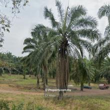 Johor Kluang Taman Puteri 1168 acres Mix deverlope Land for sale