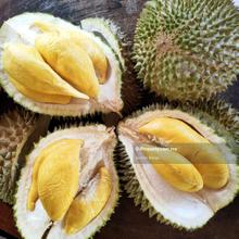 Mainroad Frontage Direct Access Musang King Farm Land 
