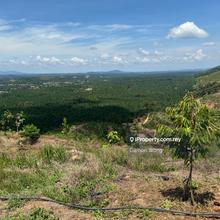 Durian orchard in Penjuring Bentong
