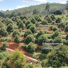 Hot Deal! Freehold Musang King Durian Farm Taiping for Sale 