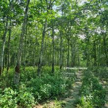 Tanjung Minyak 16ac Agriculture Freehold Land For Sale