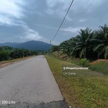 Oil Palm estaste for sales in Tawar, Baling