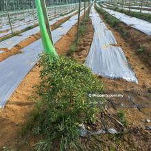 Kulai agriculture land for sale