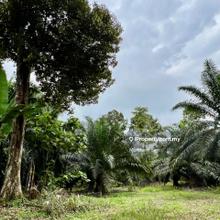 83 Acres of Flat Palm Oil Land @ Trong, Taiping, Perak For Sale!
