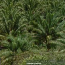 Agriculture land for Sale