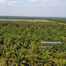 Port Dickson // Pasir Panjang // 53 Arce//palm oil//130k peracre