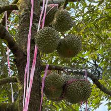 Mantin Blackthorn Musang King Tupai King Durians, Stingless Bee Hives