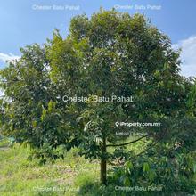 Durian Farm @ Tanjung Labuh For Sale 