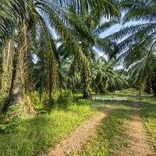 8 Acres Freehold Agriculture Land Jeram Kuala Selangor