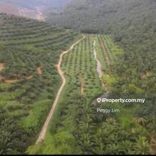 Sungai Siput, Kuala Kangsar, Perak, 888 Acres Oil Palm Plantation