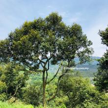 Bentong Durian Farm For Sale