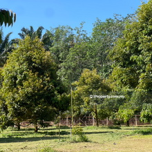 Labis 5 acres  Durian Orchard Farm