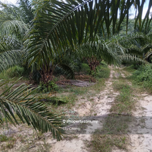 For Sale Oil Palm agriculture land 
