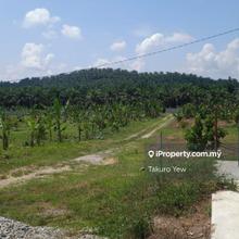 Main Road 86.5 Acre Musang King & Black Torn Durian Orchid for Sale